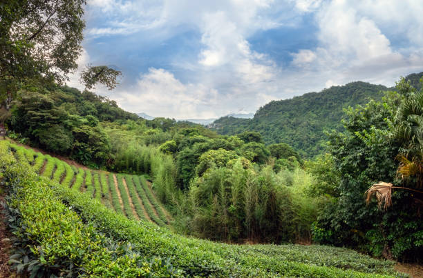貓空纜車玻璃車廂：360度美景盡收眼底的北台灣景點