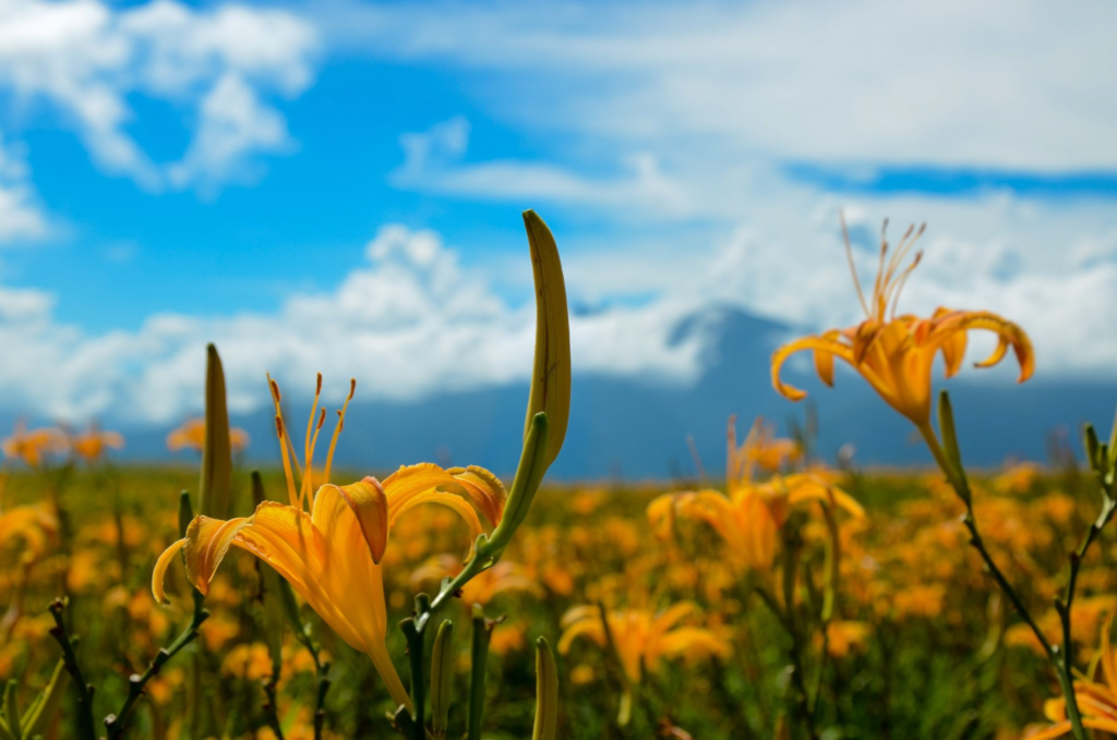 2024台灣旅遊景點排名：必去的自由行景點推薦