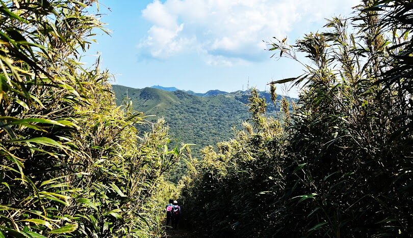 台北一個人散心好地方：5條輕鬆步道與放鬆行程