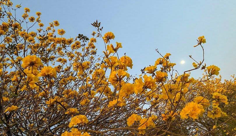 嘉義一日遊開車打卡景點:不容錯過的私房景點