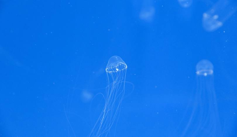 桃園景點一日遊推薦