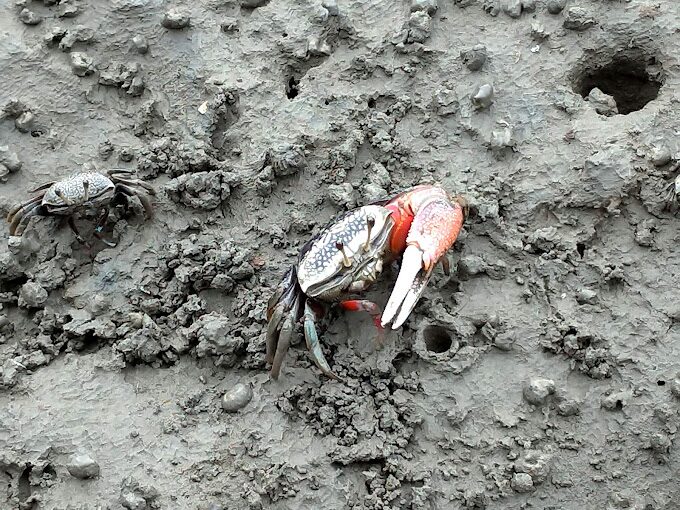 高美濕地攝影指南：中部景點一日遊最佳拍攝時間
