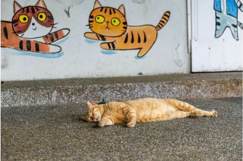 新北猴硐貓村一日遊｜CNN評選全球六大賞貓景點，貓奴必訪行程攻略