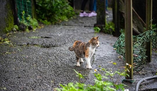 新北打卡熱點：十分瀑布和猴硐貓村的網美景點