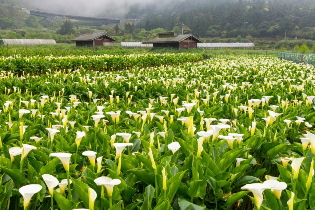 北台灣景點:陽明山櫻花季