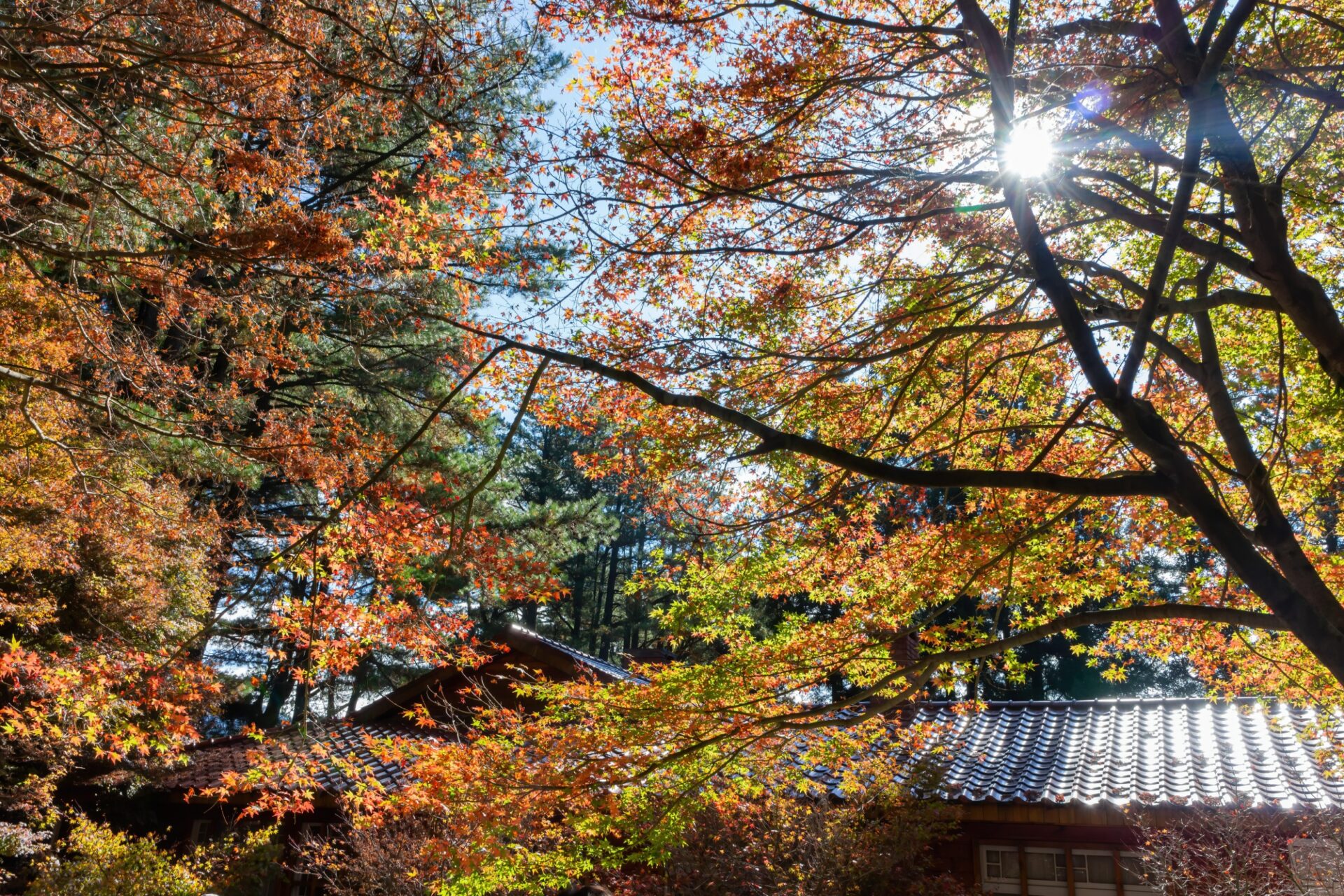 武陵農場住宿推薦:從露營到高級飯店的選擇