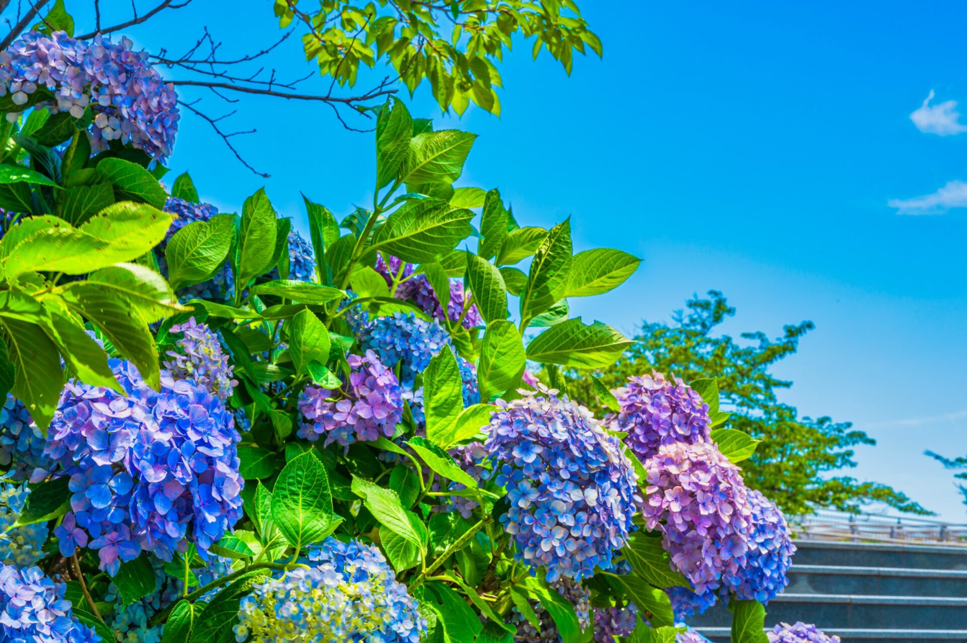 武陵農場住宿推薦:從露營到高級飯店的選擇