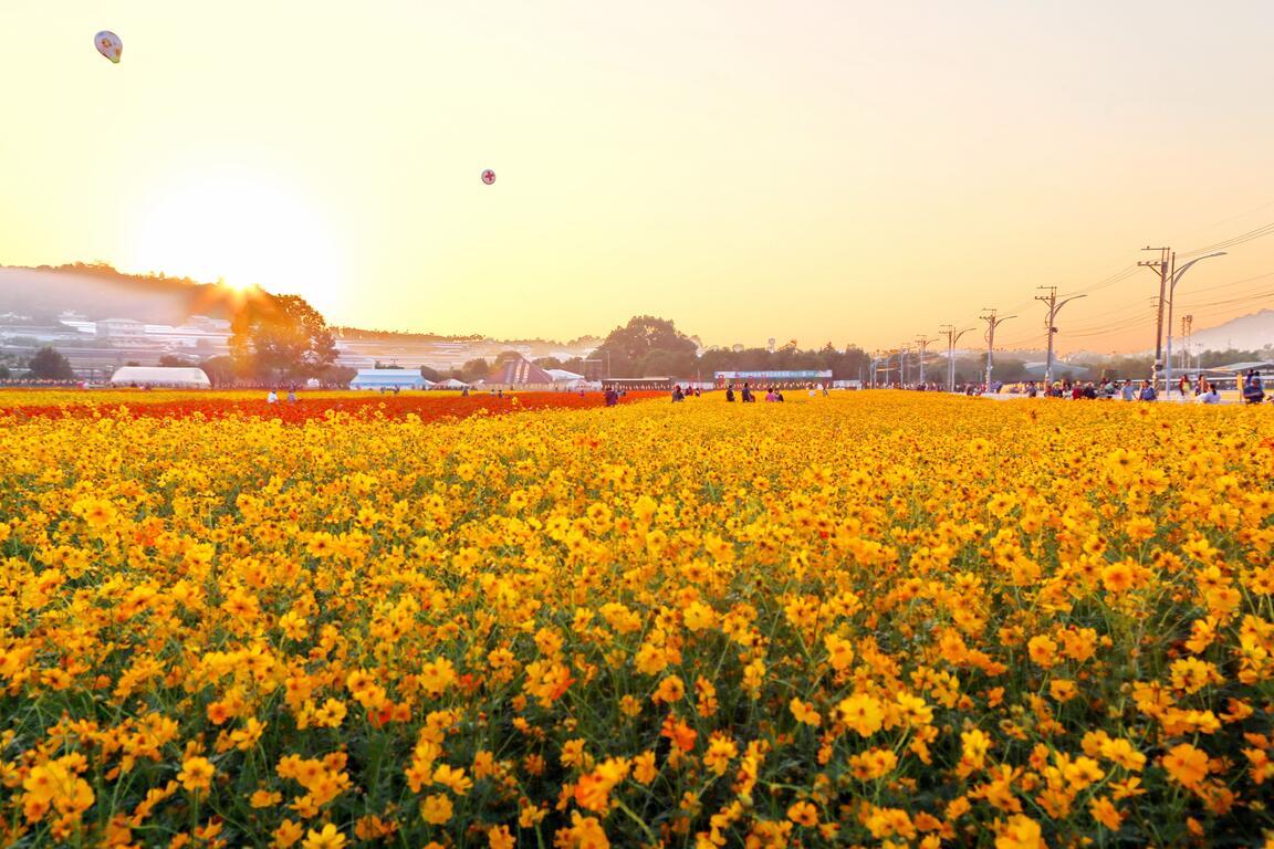 2024臺中國際花毯節 新社花海 夕陽