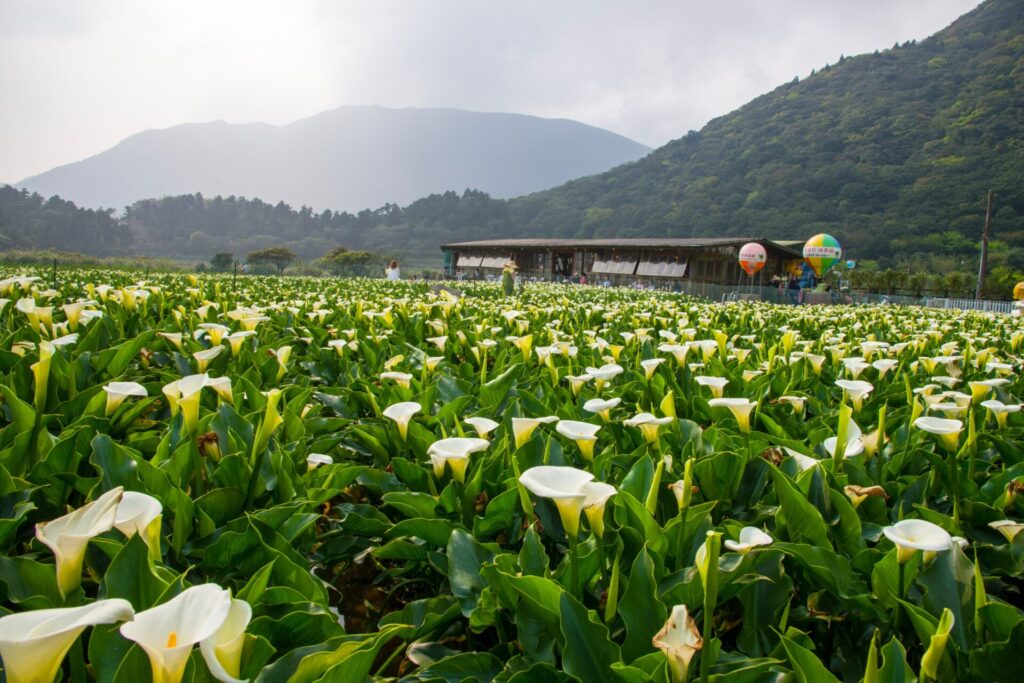 台北學生情侶約會地點：經濟實惠的浪漫場所推薦