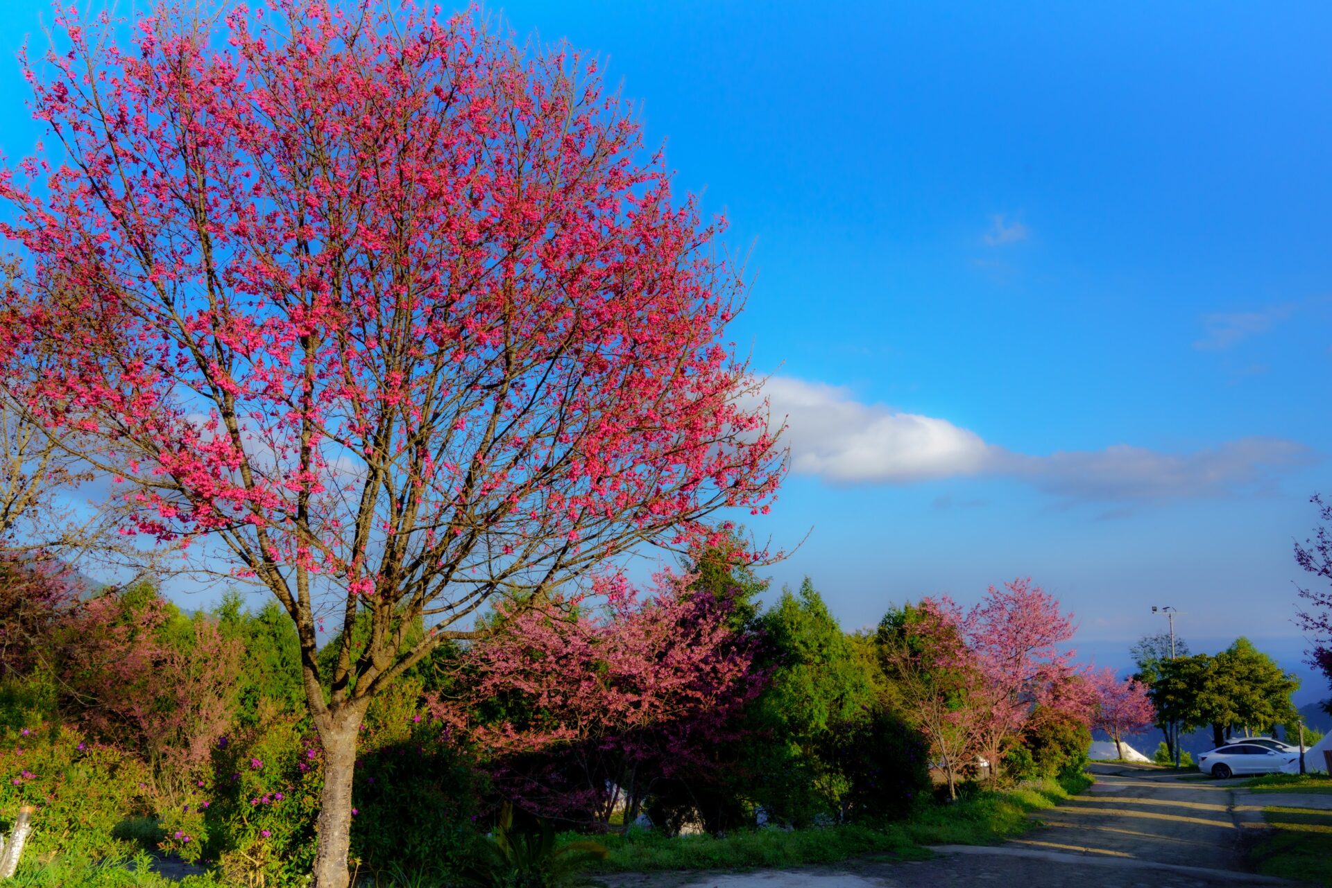 武陵農場交通攻略：自駕與大眾交通工具路線詳解