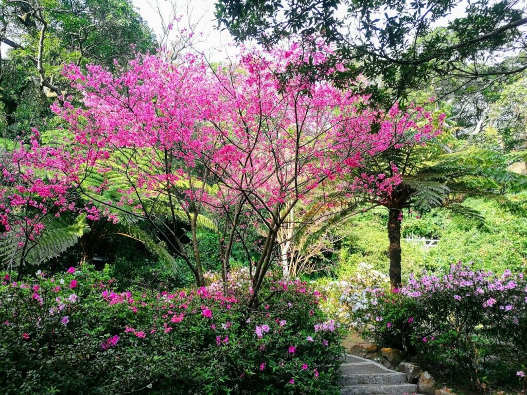 北台灣景點：陽明山櫻花季