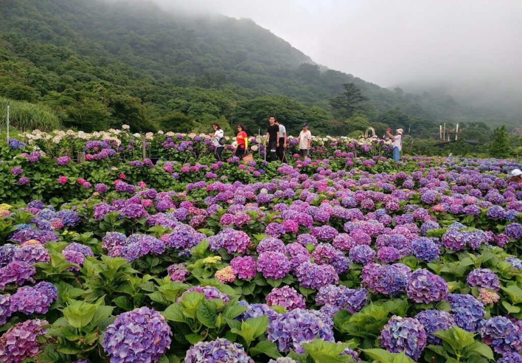 北台灣景點:陽明山櫻花季