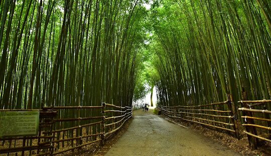 苗栗私房景點揭密:避開人潮的隱藏美景