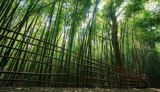 苗栗私房景點揭密:避開人潮的隱藏美景