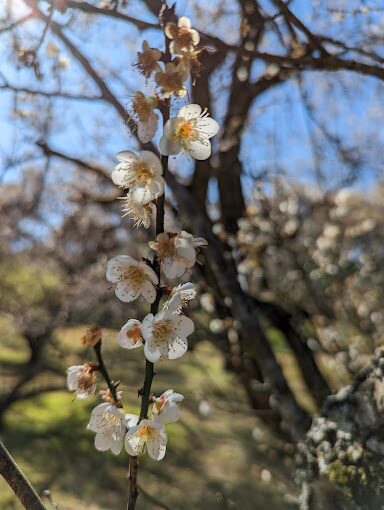 私房客家美食餐廳：品嚐在地美食的隱藏餐廳推薦