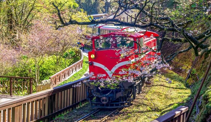 阿里山一日遊行程規劃：小火車搭乘、日出觀景和美食推薦