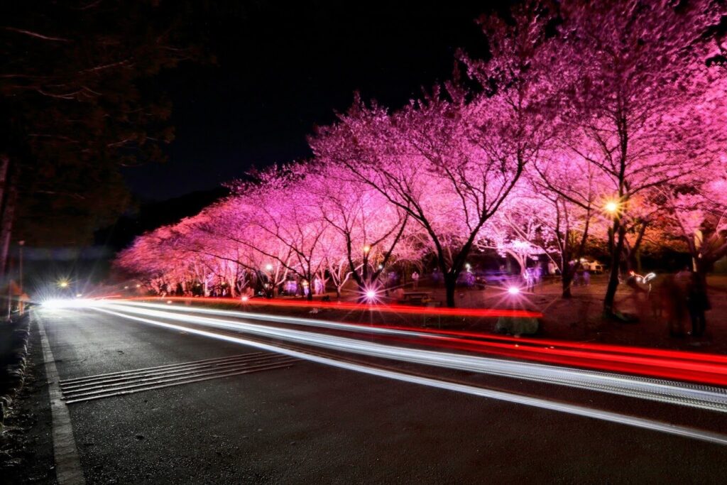 武陵農場櫻花季全攻略：最佳觀賞時間與注意事項