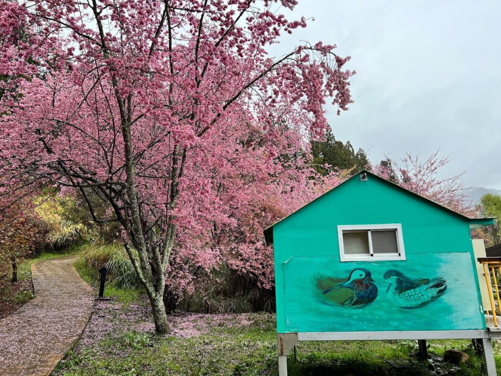 武陵農場櫻花季全攻略：最佳觀賞時間與注意事項