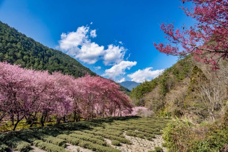 武陵農場周邊景點推薦：不可錯過的旅遊路線