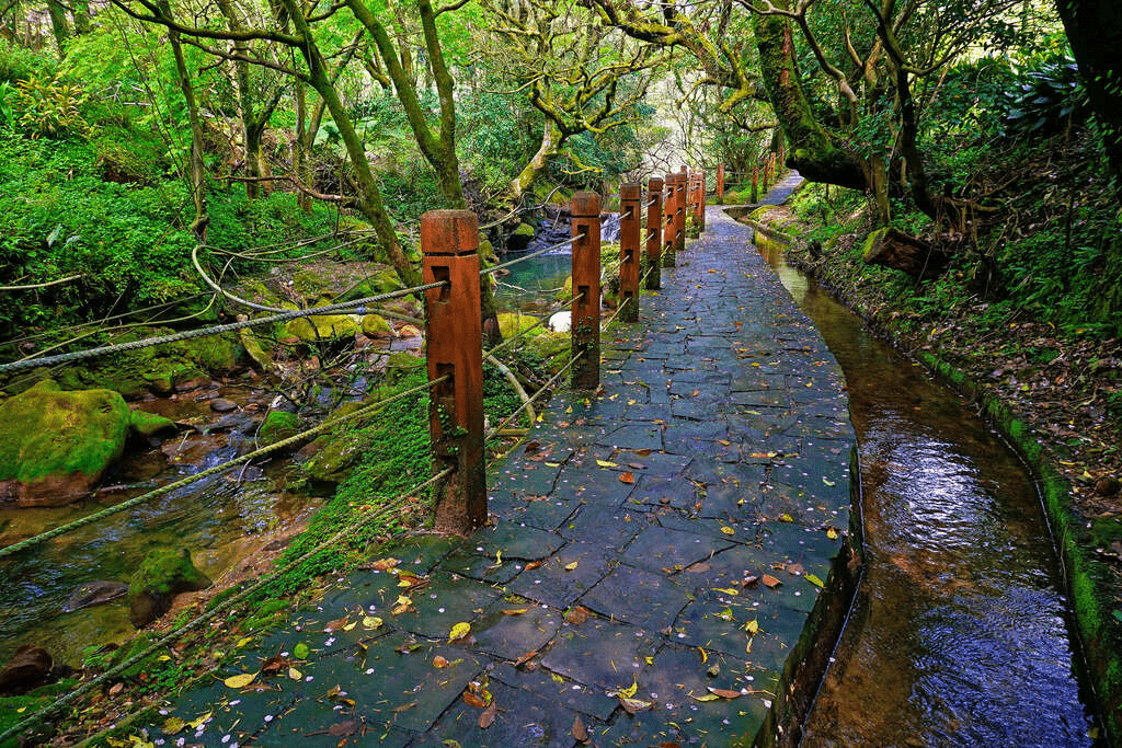 2026陽明山竹子湖海芋季開跑，清晨走進霧氣與白色花田之間展開一段柔軟春日步行