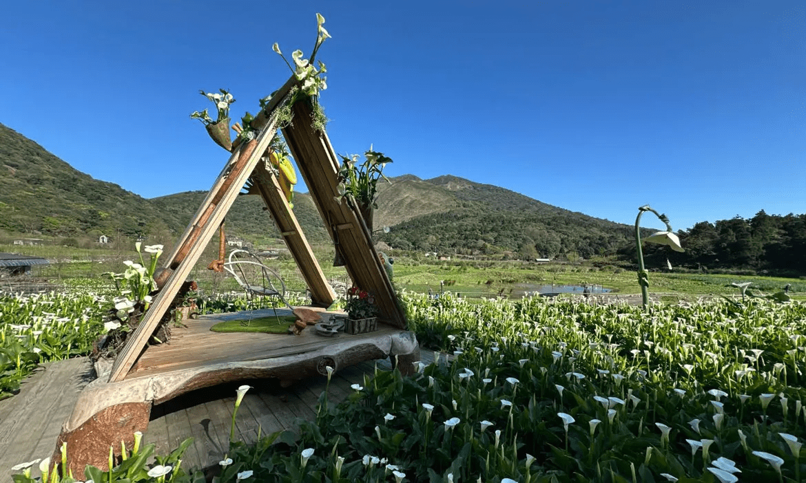2026陽明山竹子湖海芋季開跑，清晨走進霧氣與白色花田之間展開一段柔軟春日步行