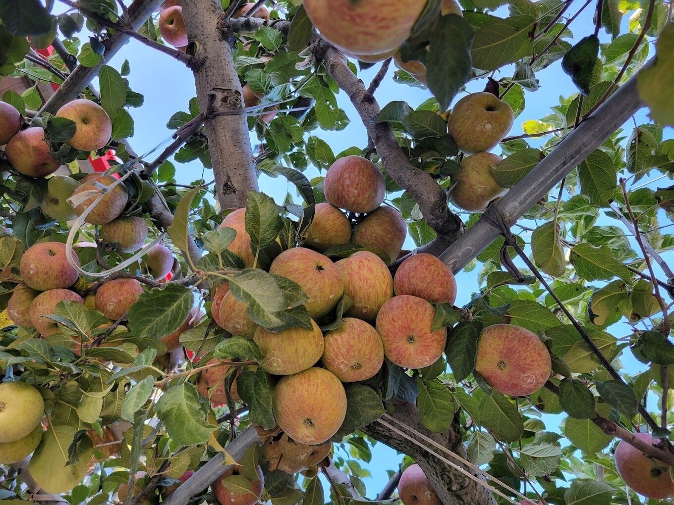 谷關景點推薦:必訪的自然美景與文化景點