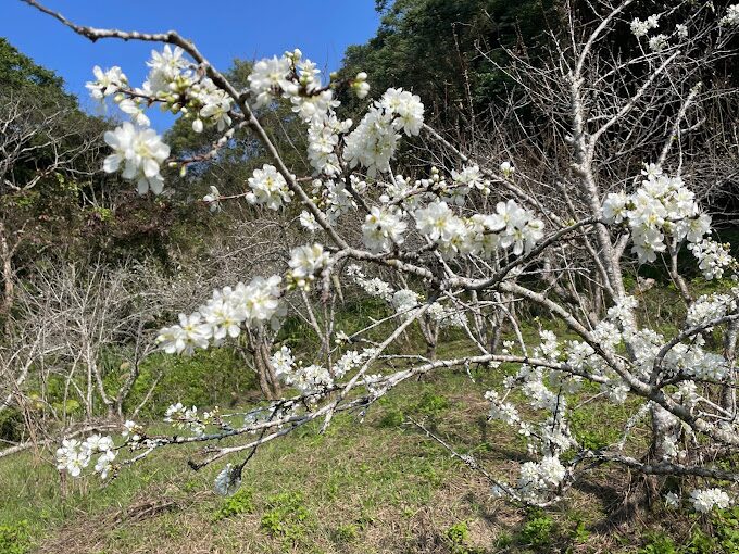 台中溫泉度假村推薦:享受頂級泡湯體驗
