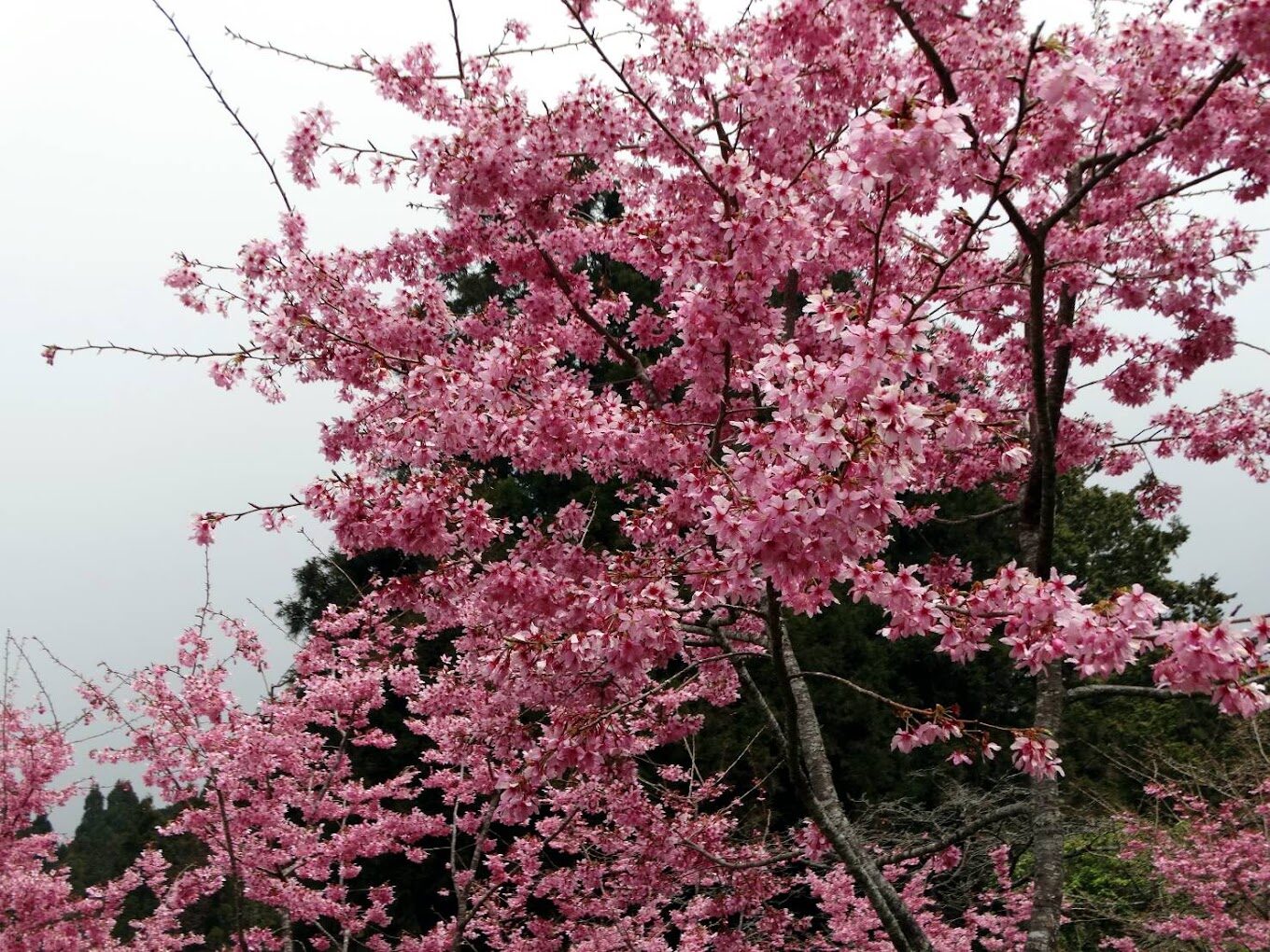 阿里山兩天一夜行程規劃與住宿推薦