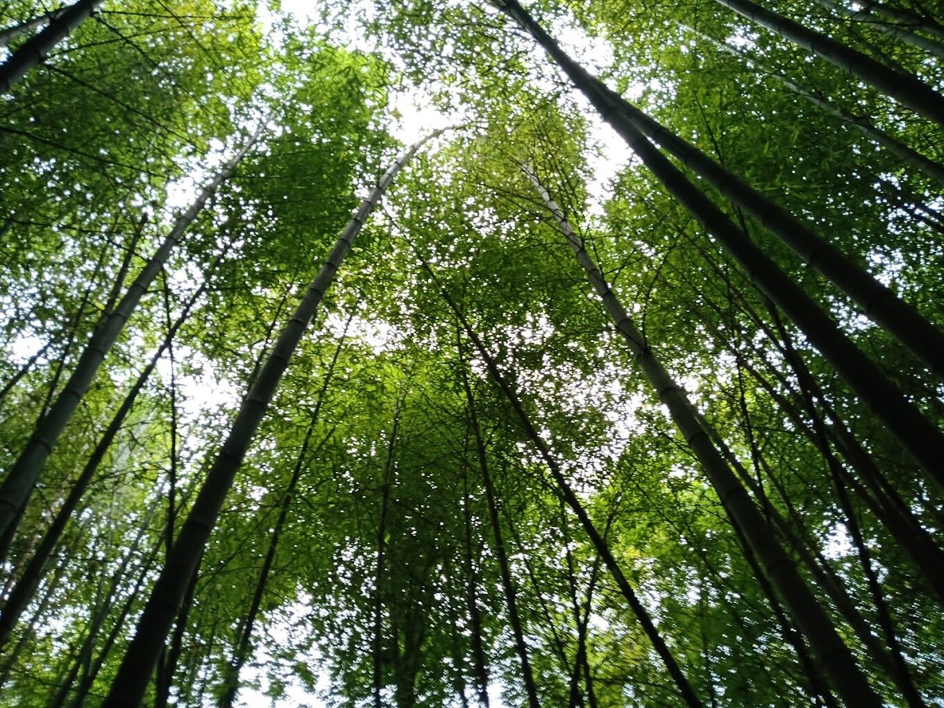 阿里山兩天一夜行程規劃與住宿推薦