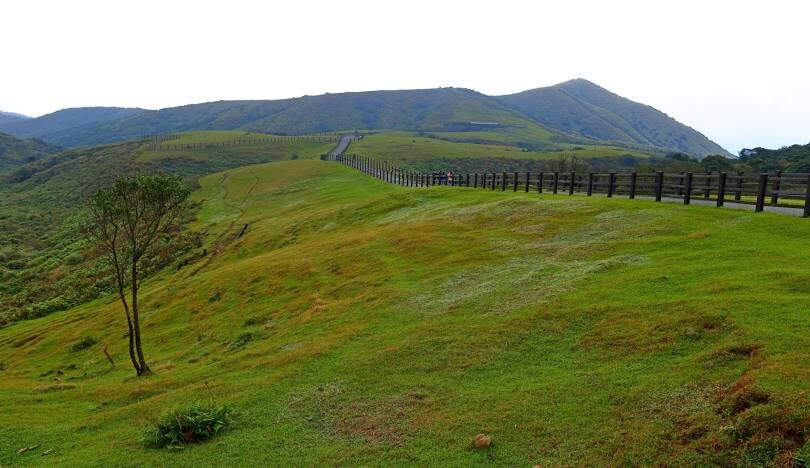 擎天崗旅遊全攻略：交通、景點與注意事項