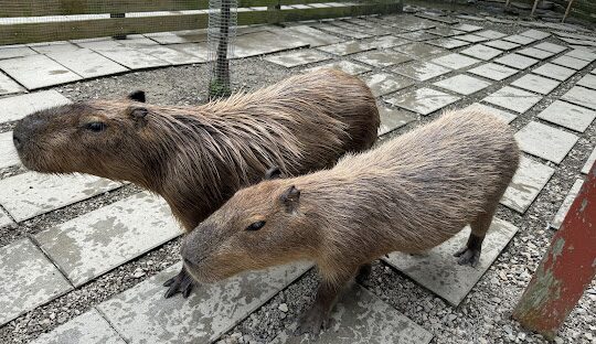 銅鑼美食地圖：不可錯過的在地小吃與餐廳
