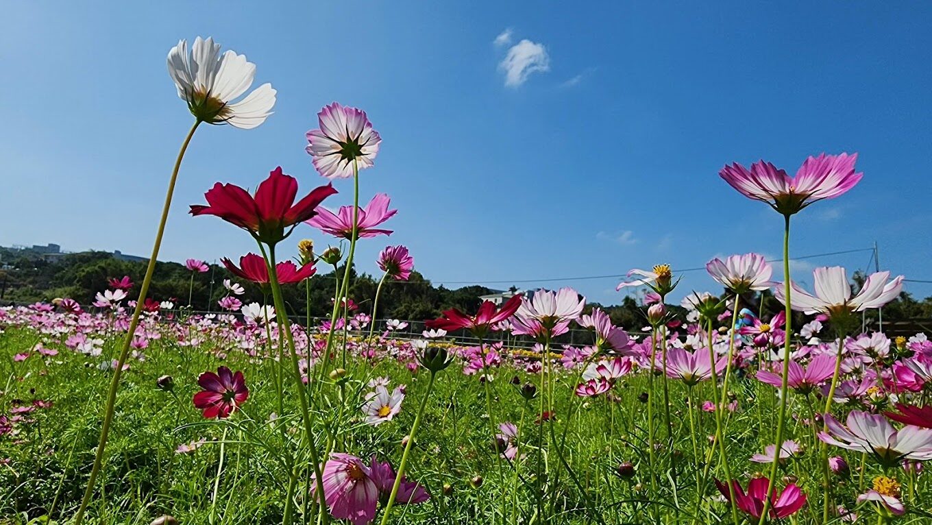 銅鑼美食地圖：不可錯過的在地小吃與餐廳