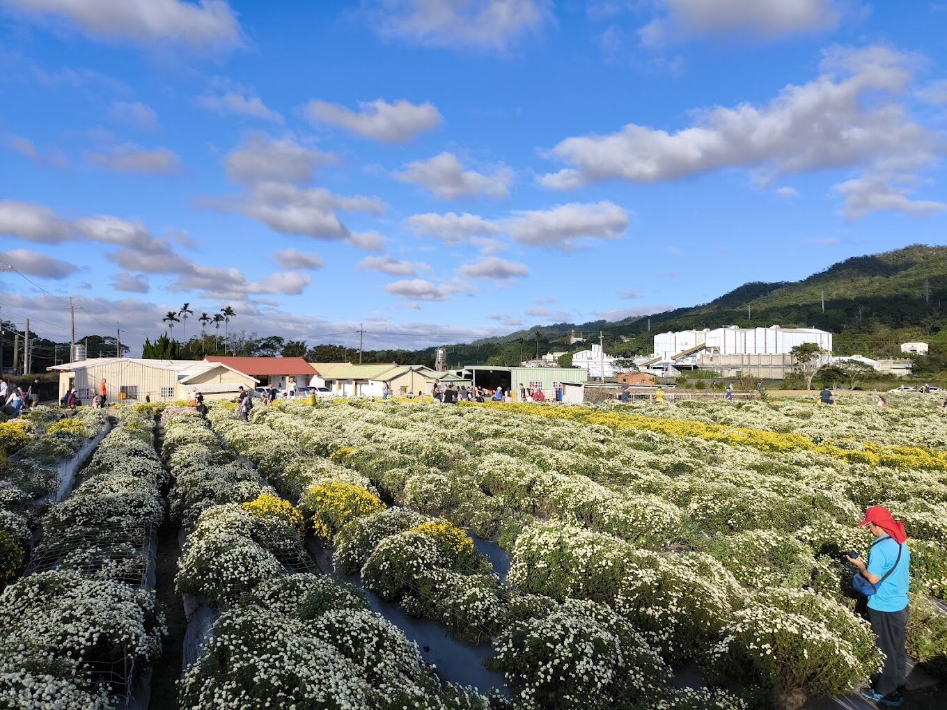 銅鑼美食地圖：不可錯過的在地小吃與餐廳