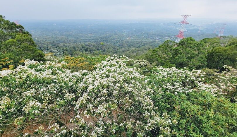 苗栗銅鑼旅遊全攻略：景點、美食與交通資訊