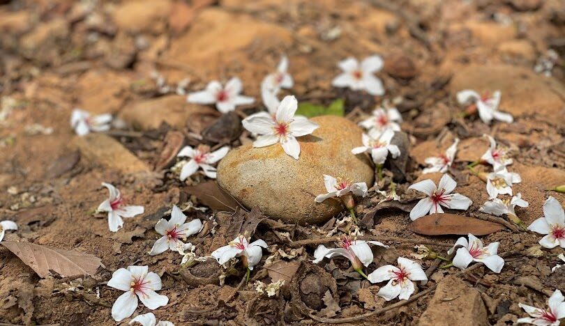 苗栗銅鑼旅遊全攻略：景點、美食與交通資訊
