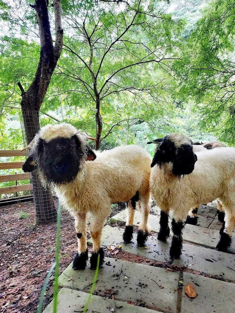 苗栗銅鑼旅遊全攻略：景點、美食與交通資訊