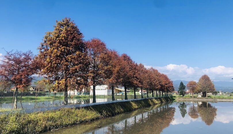 安農溪落羽松季節指南：宜蘭最美的秋冬風光