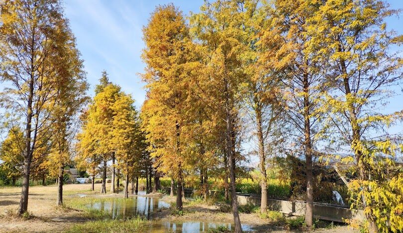 台中落羽松季節限定：最佳觀賞地點與時間