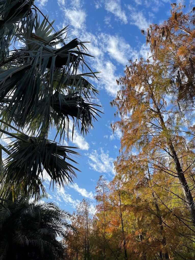 台中落羽松季節限定：最佳觀賞地點與時間