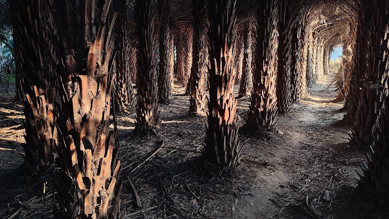 台中落羽松季節限定：最佳觀賞地點與時間