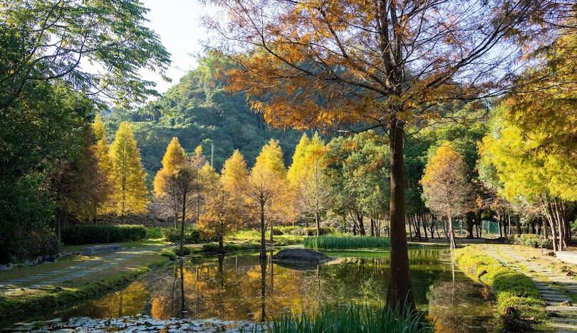 台中落羽松季節限定：最佳觀賞地點與時間