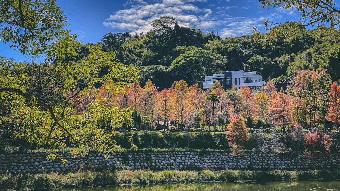 台中落羽松季節限定：最佳觀賞地點與時間