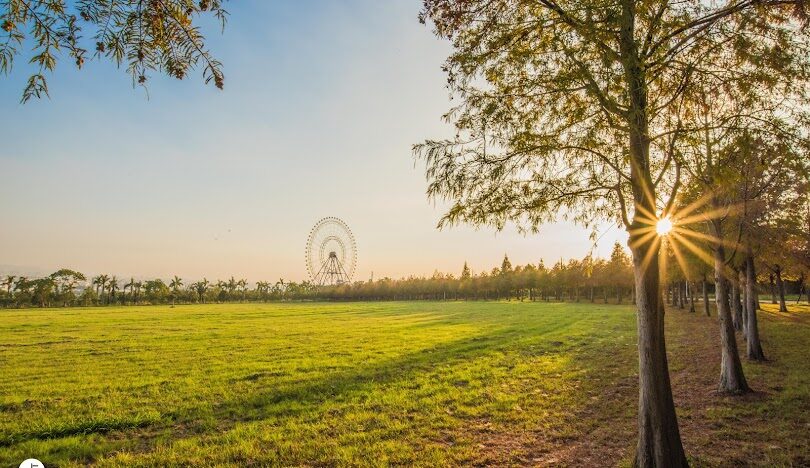 台中落羽松季節限定：最佳觀賞地點與時間