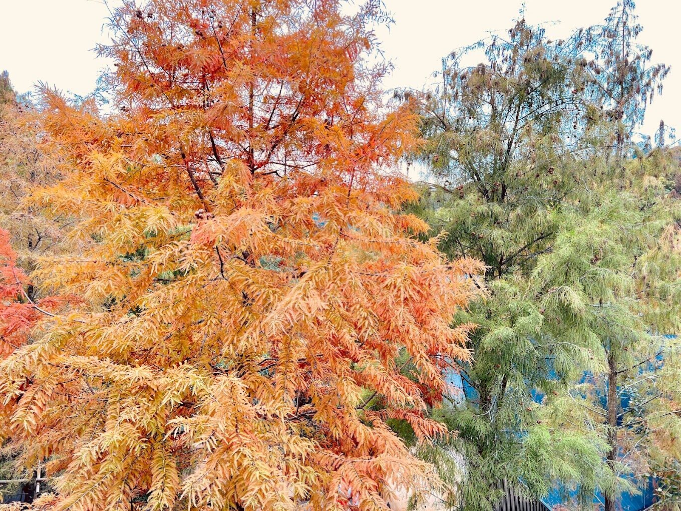 台中落羽松季節限定：最佳觀賞地點與時間