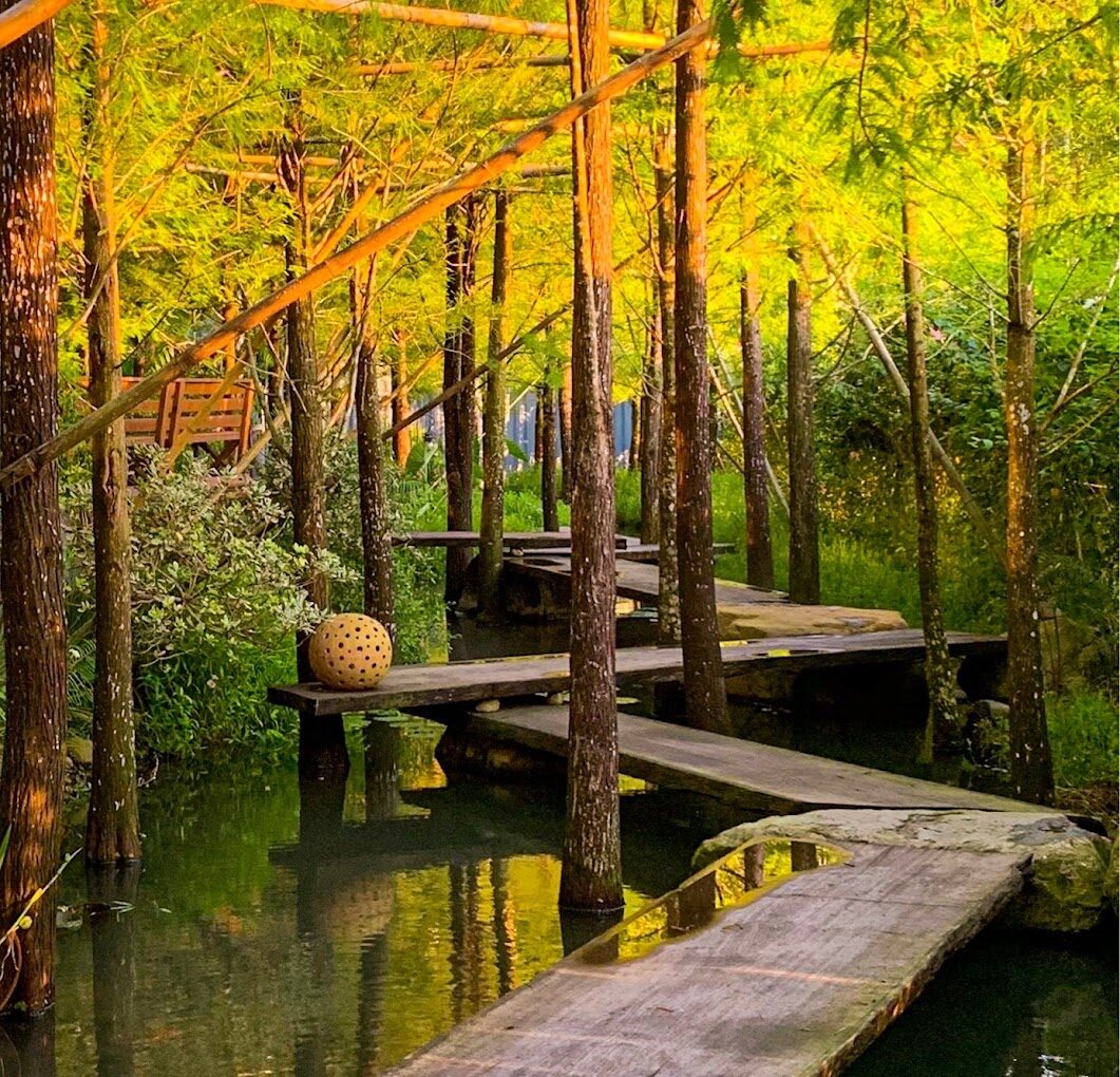 台中落羽松季節限定：最佳觀賞地點與時間