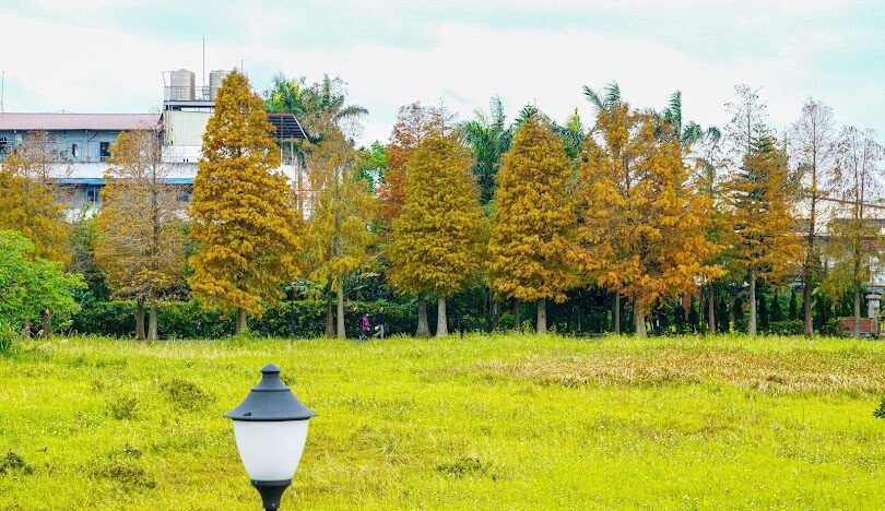 台灣必訪落羽松秘境：18個夢幻景點推薦