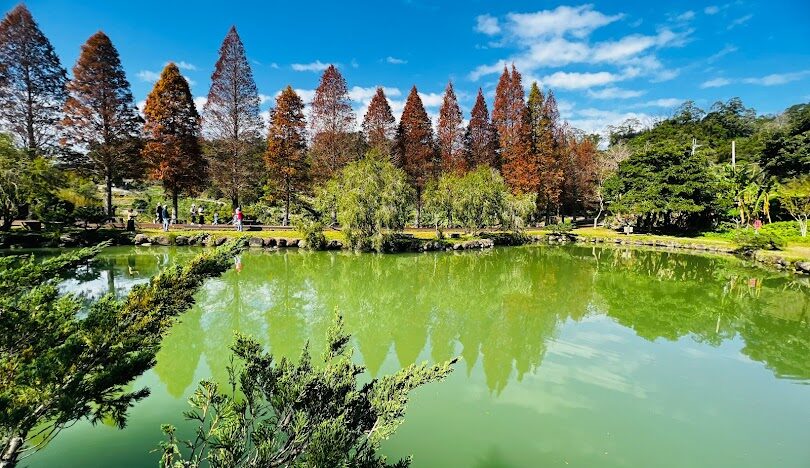 台灣必訪落羽松秘境：18個夢幻景點推薦