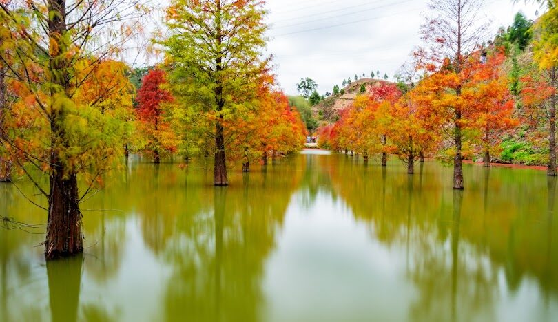 台灣必訪落羽松秘境：18個夢幻景點推薦