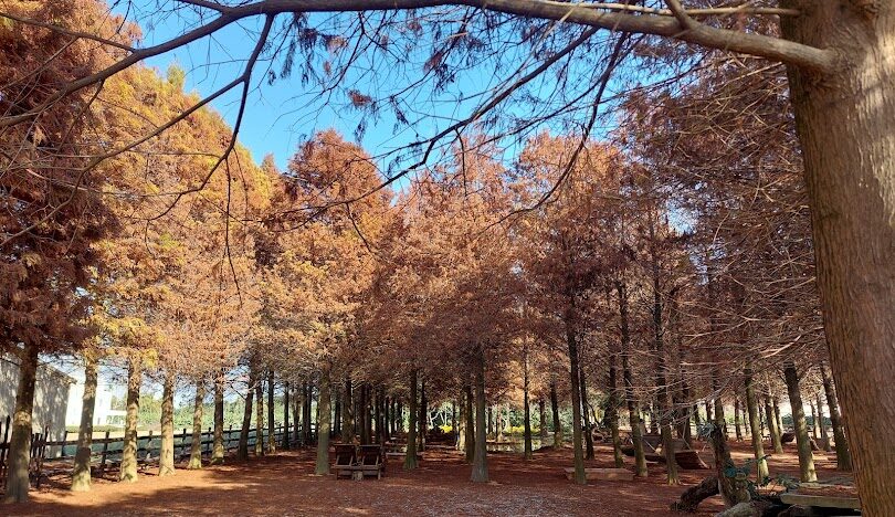 台灣必訪落羽松秘境：18個夢幻景點推薦