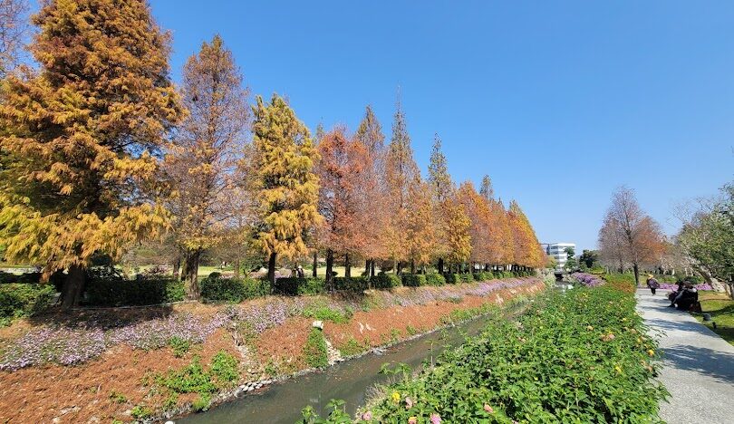 台灣必訪落羽松秘境：18個夢幻景點推薦